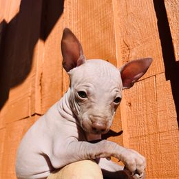 Sandy - Chocolate female American Hairless Terrier puppy in Sacramento, California from Gold Rush Kennels