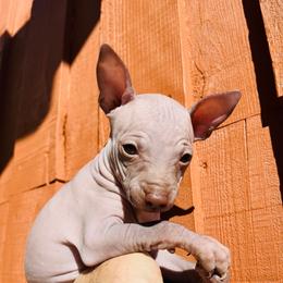 Sandy - Chocolate female American Hairless Terrier puppy in Sacramento, California from Gold Rush Kennels