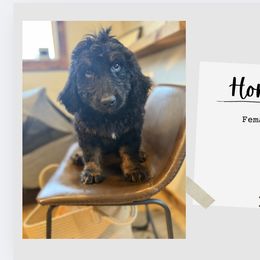 Honey - Black female Bernedoodle puppy in Bellevue, Iowa from Blended Acres & Kennels