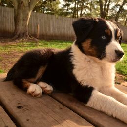 Australian Shepherd Puppies from The Good Shepherd