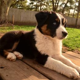 Australian Shepherd Puppies from The Good Shepherd