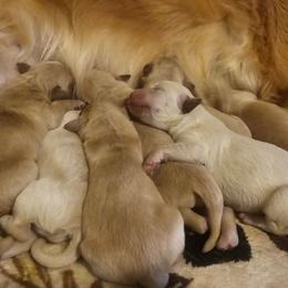 Male 4 - Golden male Golden Retriever puppy in Salisbury, North Carolina from Piedmont Golden Retrievers