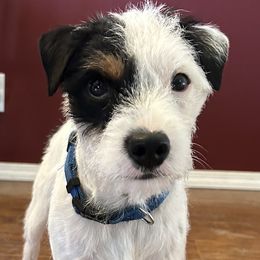 Russell Terriers from Jerome Russell Terriers