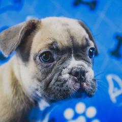 French Bulldog Puppies from All Frenchied Up