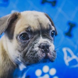 French Bulldog Puppies from All Frenchied Up