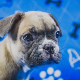 French Bulldog Puppies from All Frenchied Up