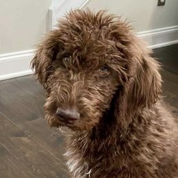 Goldendoodles and Labradoodles from Triple T Doodles