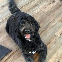 Bernedoodle All Grown Up from Bernedoodles By The Sea