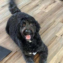 Bernedoodle All Grown Up from Bernedoodles By The Sea