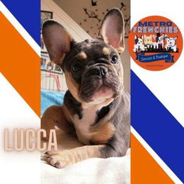 Lucca - Tricolors French Bulldog puppy in New York, New York from Metro Frenchies