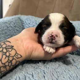 Cookie - Red and white male Shihpoo puppy in Brevard County, Florida from Enchanting Puppies