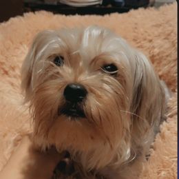 Maltese, Maltipoos, Poodles, Yorkipoos, and Yorkshire Terriers from Cudi’s Buddies