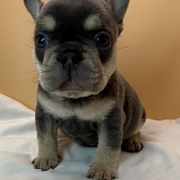 Microwave - Tricolors male French Bulldog puppy in Mesa, Arizona from Prickly Pear Kennels