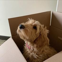 Goldendoodle Puppies from Lundee Doodles