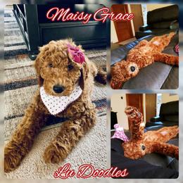 Goldendoodle Puppies from Lu Doodles