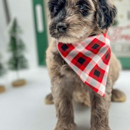 Aussiedoodle, Australian Mountain Doodle, and Bernedoodle Puppies from Magnolia Grove Farms