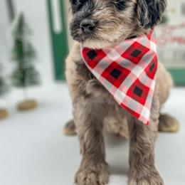 Aussiedoodle, Australian Mountain Doodle, and Bernedoodle Puppies from Magnolia Grove Farms