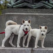 Kishu Ken Puppies from Ourou Sou