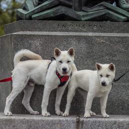Kishu Ken Puppies from Ourou Sou