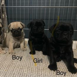 Black Female - Black female Pug puppy in Barry, Illinois from Tina’s Pugs