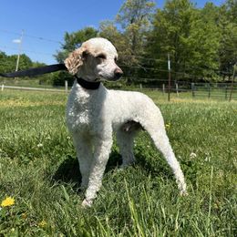 Prince - Poodle