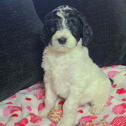 Lady - Aussiedoodle puppy in Suisun City, California from Spandoodles