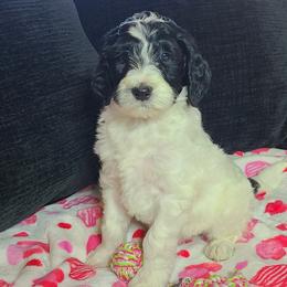 Lady - Aussiedoodle puppy in Suisun City, California from Spandoodles