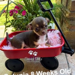 AKC Petunia - Chocolate and tan female Chihuahua puppy in Columbus, Nebraska from Prancy Pawz