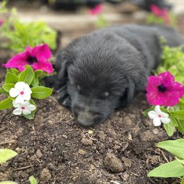 American Eskimo Dog and German Shepherd Puppies from Lone Cone Kennels