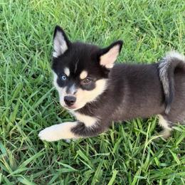 Becca - Tri-color female Pomsky puppy in La Vergne, Tennessee from Atencio Pomsky