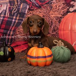 Dachshund Puppies from Johnson's Teeny Weenies