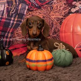 Dachshund Puppies from Johnson's Teeny Weenies