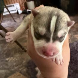 Boy 2 - Gray and white male Siberian Husky puppy in Amery, Wisconsin from Sovereign Siberians