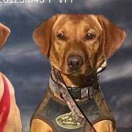Labrador Retrievers from Deniece Hawkins