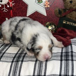 Girl 6 - Blue merle female Australian Shepherd puppy in Kentland, Indiana from Pine Grove Aussies