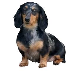 Tulip - Dachshund