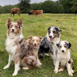 Australian Shepherds from DC Aussies