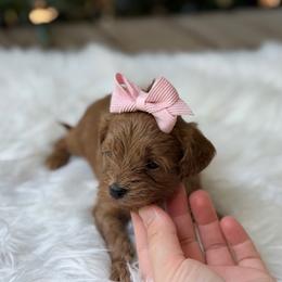 Rosie - Red female Cavapoo puppy in Hardin, Texas from Oodlesoflildoodles