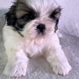 Pumpkin - Gold and white male Shih Tzu puppy in Winston Salem, North Carolina from Little Miracles Shih Tzu