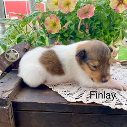 Finlay - Sable and white male Collie puppy in Hinckley, Minnesota from Rusty Spur Collies