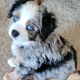 Miniature Australian Shepherds and Toy Australian Shepherds from Seminole Ranches - Toy/Mini Aussies