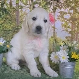 Light Pink - Light golden female Golden Retriever puppy in Salem, Ohio from Golden Pride Retrievers