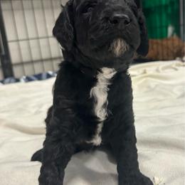White collar - Black male Poodle puppy in Chino Valley, Arizona from Whiskey Row Royals