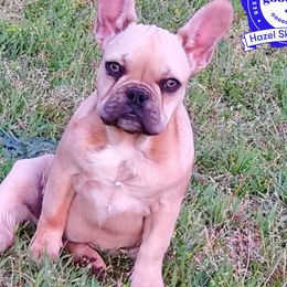 Jade - French Bulldog