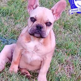 Jade - French Bulldog