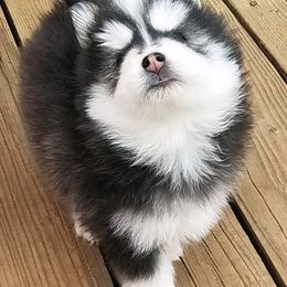 Pomsky Puppies from Acacia Pomskies