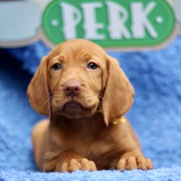 Phoebe - Golden rust female Vizsla puppy in Bloomington, Indiana from Envizion