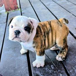 Tuesday - Red brindle and white male Bulldog puppy in Laurel, Montana from Bull Mountain Bulldogs