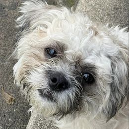 Shih Tzus from Rodgers Puppies & Charles’s Tribe