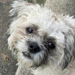 Shih Tzus from Rodgers Puppies & Charles’s Tribe
